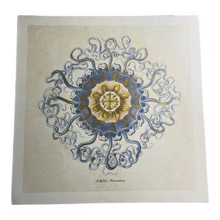 Contemporary Original Jellyfish Peromedusae Art Print For Sale