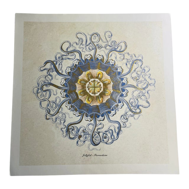 Contemporary Original Jellyfish Peromedusae Art Print For Sale