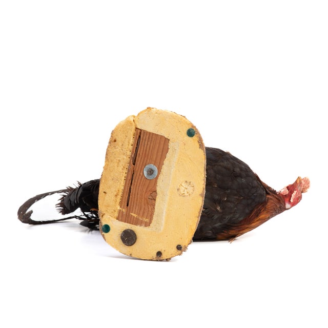 Life-Size Gamecock Taxidermy Mount Brilliant Red Orange Plumage Sand Mount Rooster For Sale - Image 17 of 17