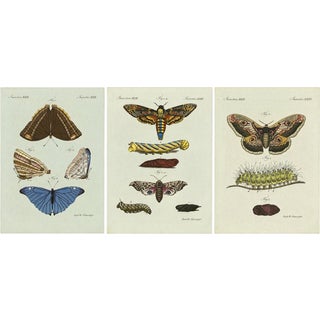 Bertuch, Set of Three Antique Butterfly and Moth Prints, Engraving For Sale