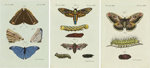 Bertuch, Set of Three Antique Butterfly and Moth Prints, Engraving