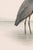 Not Yet Made - Made To Order Great Blue Heron Coastal Study, Neutral Bird Wall Art Print, 20" X 30" For Sale - Image 5 of 11