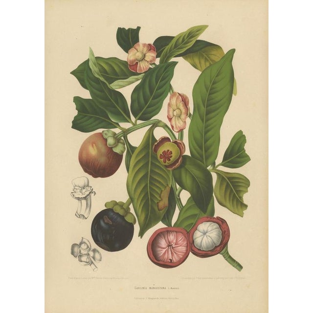 Berthe Hoola van Nooten, Mangosteen, 1880, Chromolithograph For Sale - Image 3 of 9