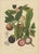 Berthe Hoola van Nooten, Mangosteen, 1880, Chromolithograph For Sale - Image 3 of 9