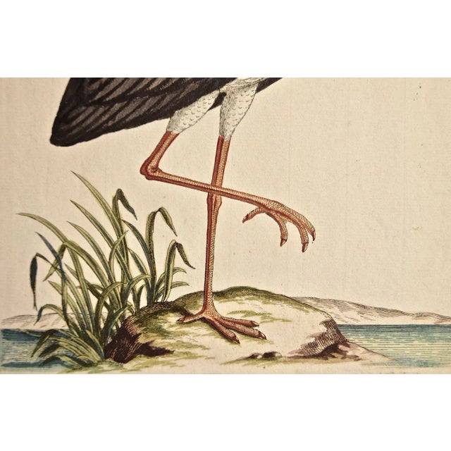 "White Stork "Storch Ciconia": An 18th Century Hand-Colored Frisch Engraving, 1733 For Sale - Image 4 of 4