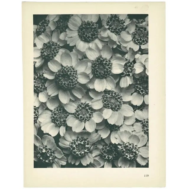 1928 Karl Blossfeldt Original Period Photogravure N119 of Achillea Clypeolata For Sale In Dallas - Image 6 of 6