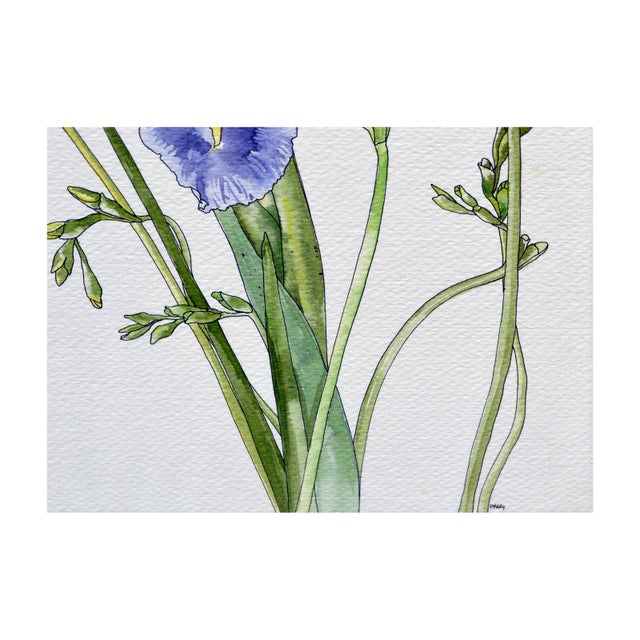 Realism Iris & Yellow Freesia - Botanical Study by Deborah Eddy For Sale - Image 3 of 5