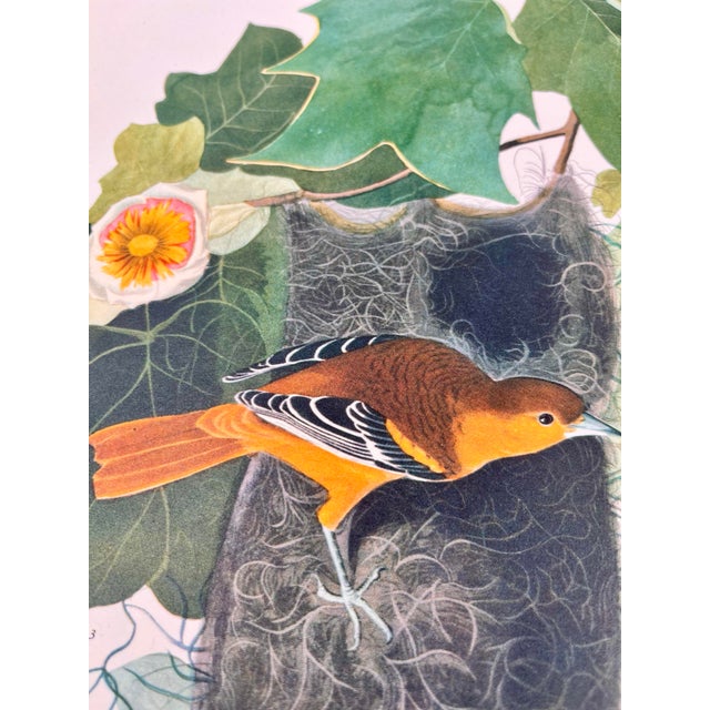 1964 Audubon Folio Lithograph Great Bird Paintings – “Baltimore Oriole” 17x14 For Sale In New York - Image 6 of 7