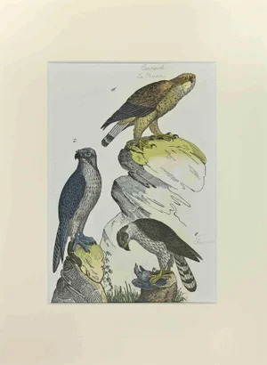 Johann Friedrich Naumann, Buzzard, Etching, 1840