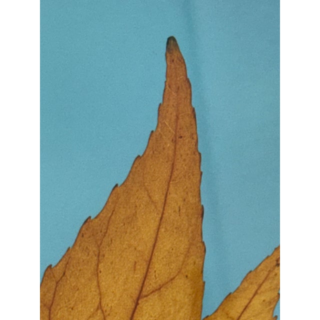 Thom Filicia for Soicher Marin Leaves in Motion Print, Framed For Sale In San Francisco - Image 6 of 12