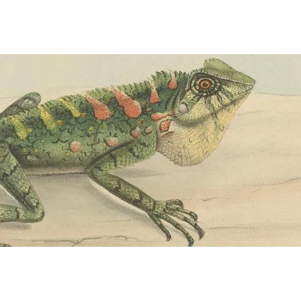 This original antique print is accompanied by a text sheet starting with "s plusiers espèces nouvelles du genre LOPHYRUS...