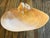 Shabby Chic Large Clam Sea Shell Vide Poche Dish For Sale - Image 3 of 3