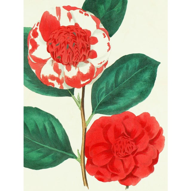 Realism Framed 1836 Paxton Camellia Japonica Chandleru (Japanese Camellia) Flower Engraving For Sale - Image 3 of 4
