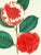 Realism Framed 1836 Paxton Camellia Japonica Chandleru (Japanese Camellia) Flower Engraving For Sale - Image 3 of 4