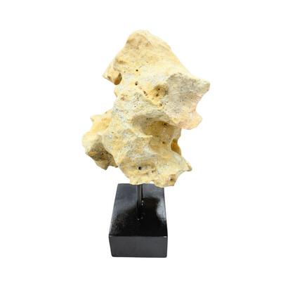 Indonesian Coral Stone On Teak Stand For Sale - Image 4 of 5