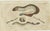 Moray and Sea Lamprey and Electric Eel, 1832, Paper, Set of 3 For Sale - Image 4 of 7