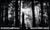 Robert Longo Untitled (Hercynian) Official Exhibition Poster Dimensioni: 39,2 x 23,3 in / 99,6 x 59.4 cm Sold unframed