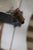 Antique Bamboo Wall Sconces in the style of Louis Sognot, 1960s, Set of 2 For Sale - Image 6 of 16