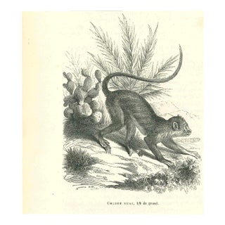 Paul Gervais, The Monkey, Lithograph, 1854 For Sale