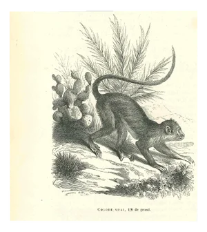 Paul Gervais, The Monkey, Lithograph, 1854