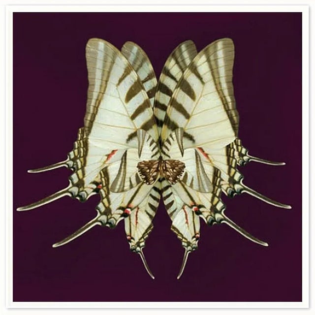 Contemporary Morning Wings: Plum Spice Art Print - Framed For Sale - Image 3 of 3