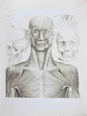 Paolo Mascagni, Anatomy, Plate 7, Etching, 1810