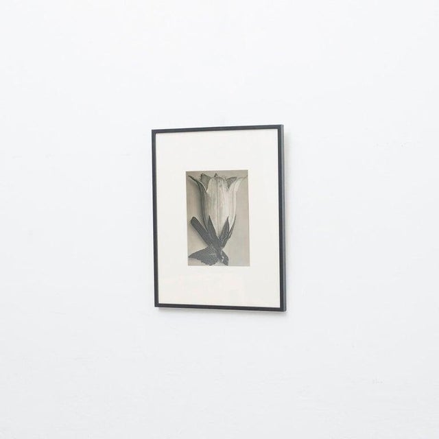 Karl Blossfeldt, Black and White Botanical Image, 1942, Photogravure, Framed For Sale - Image 9 of 14