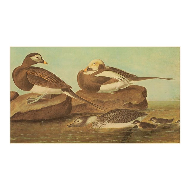 1966 Long-Tailed Ducks After John J. Audubon, XL Cottage Print For Sale