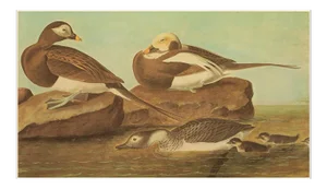 1966 Long-Tailed Ducks After John J. Audubon, XL Cottage Print