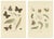 Sepp & Brants, Satyrus Statilinus Butterflies, 1905, Paper, Set of 2 For Sale - Image 10 of 13