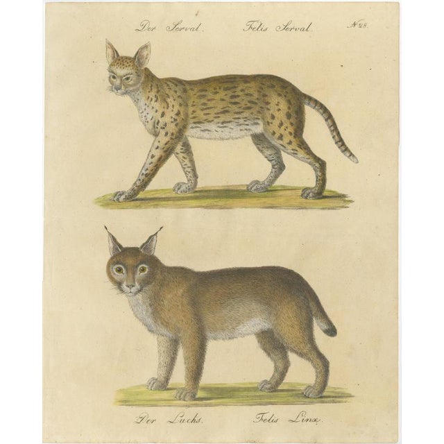 Karl Joseph Brodtmann, Serval and Eurasian Lynx, 1816, Lithograph For Sale - Image 9 of 9
