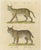 Karl Joseph Brodtmann, Serval and Eurasian Lynx, 1816, Lithograph For Sale - Image 9 of 9