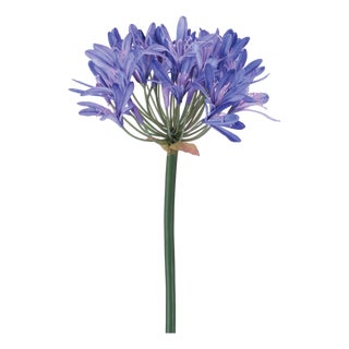 Agapanthus Flower Stem (Set of 2) For Sale