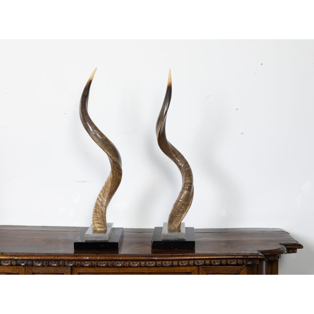 Mid-Century Modern Pair of European Midcentury Horns Mounted on Silver and Black Stepped Bases For Sale - Image 3 of 8