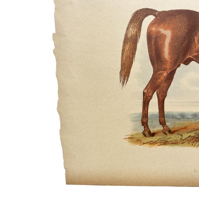 A finely detailed 19th-century hand-colored lithograph depicting the famed English racehorse George Frederick (foaled...
