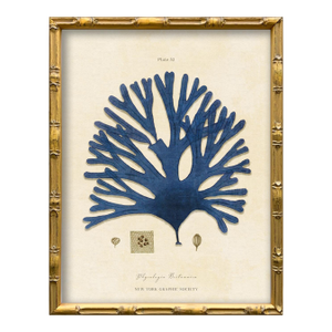 Vintage Blue Seaweed Art Print Reproduction (2), Framed