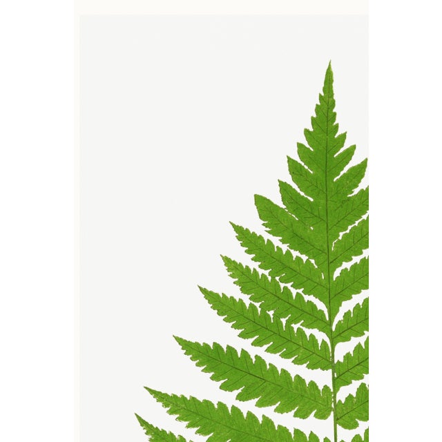 Paper Vintage Fern Botanical Art Print Reproduction, 20" X 30" For Sale - Image 7 of 10