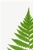 Paper Vintage Fern Botanical Art Print Reproduction, 20" X 30" For Sale - Image 7 of 10