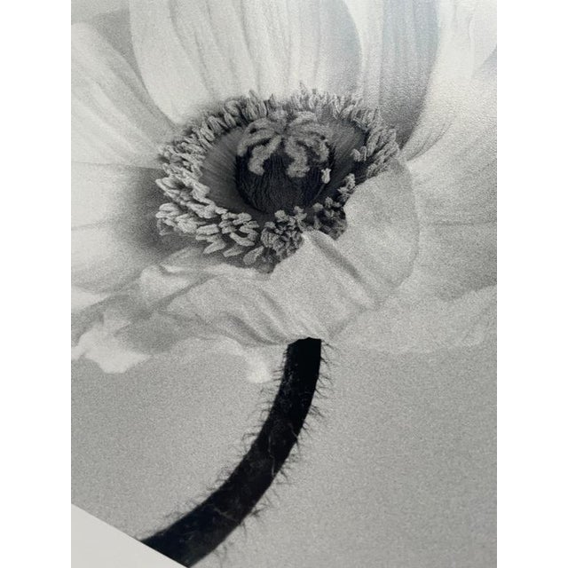 Poppy no.2 - Analogue Black and White Floral Photography, Limited Edition (2/20) 2023 For Sale - Image 6 of 7