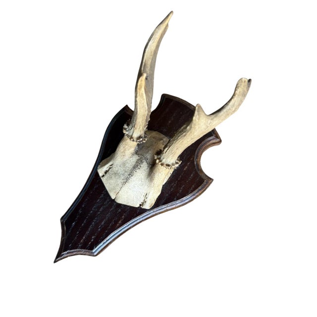 Roe deer trophoy on wood plaque.