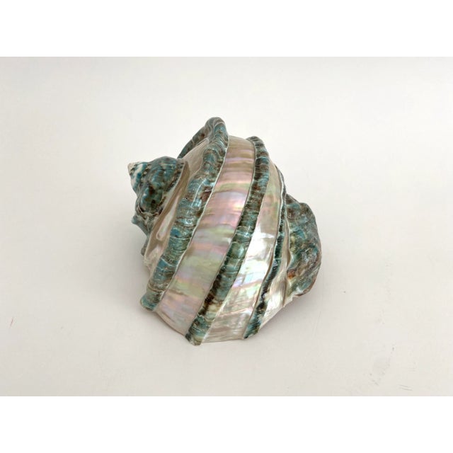 Nautical Marbled Turbo Marmoratus Shell For Sale - Image 3 of 10