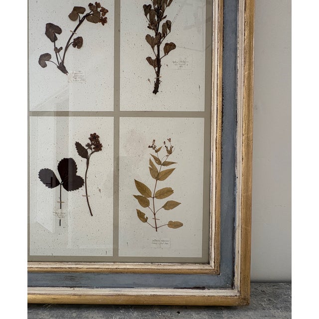 Large 19th Century French Mounted Botanical Herbiers For Sale - Image 12 of 16