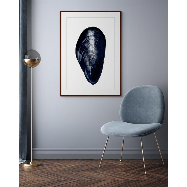 Exclusively available in the U.S. through ART AT HOME, Mussel is a limited edition unframed photograph by contemporary...