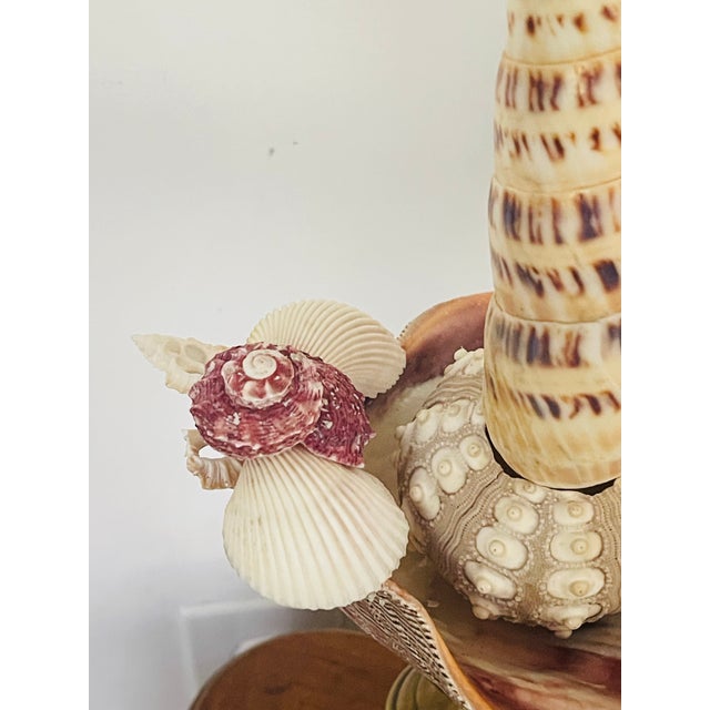 Antique sea shell assemblage on antique brass candlesticks..