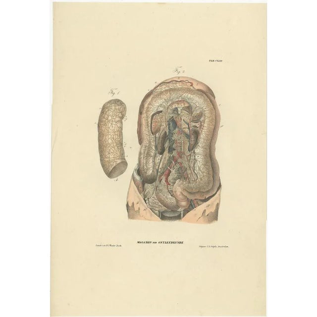 Anatomy Illustrations of Vessels and the Lymphatic System, 1839, Prints, Set of 13 For Sale - Image 13 of 15