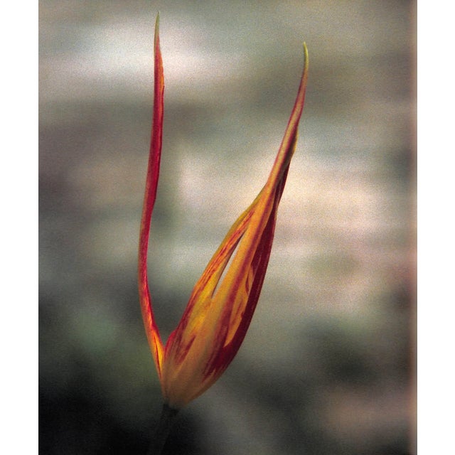 "The Gardens at Hatfield" 2005 Snell, Sue For Sale - Image 10 of 10