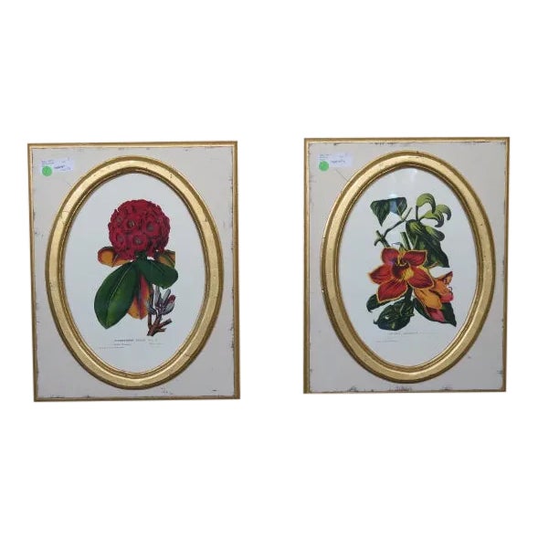 Traditional W. King Ambler Framed Botanical Prints a Pair Chairish