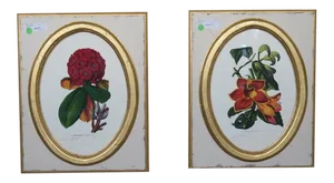 Traditional W. King Ambler Framed Botanical Prints - a Pair