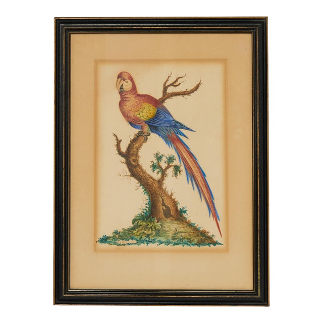 Framed Antique Watercolor of a Parrot For Sale