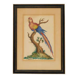 Framed Antique Watercolor of a Parrot